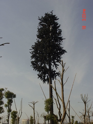 Kamuflase Pohon Pinus Baja Monopole Tower Hot Dip Galvanis